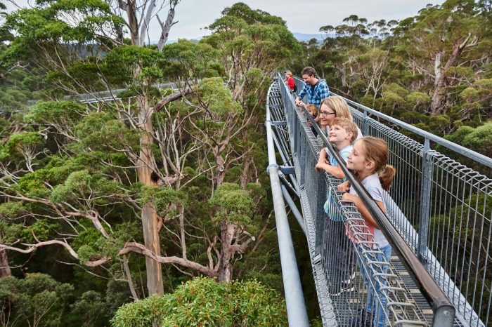Valley of the Giants Treetop Walk. Image by @francesandrjich