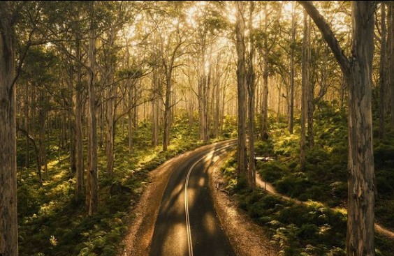 Boranup Forest. Image by Hamish Stubbs.