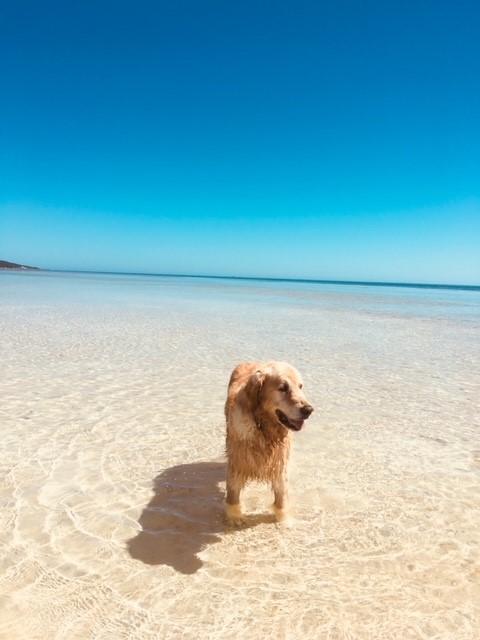 Larry stayed at Nikabel and loved his swims along the Dunsborough foreshore
